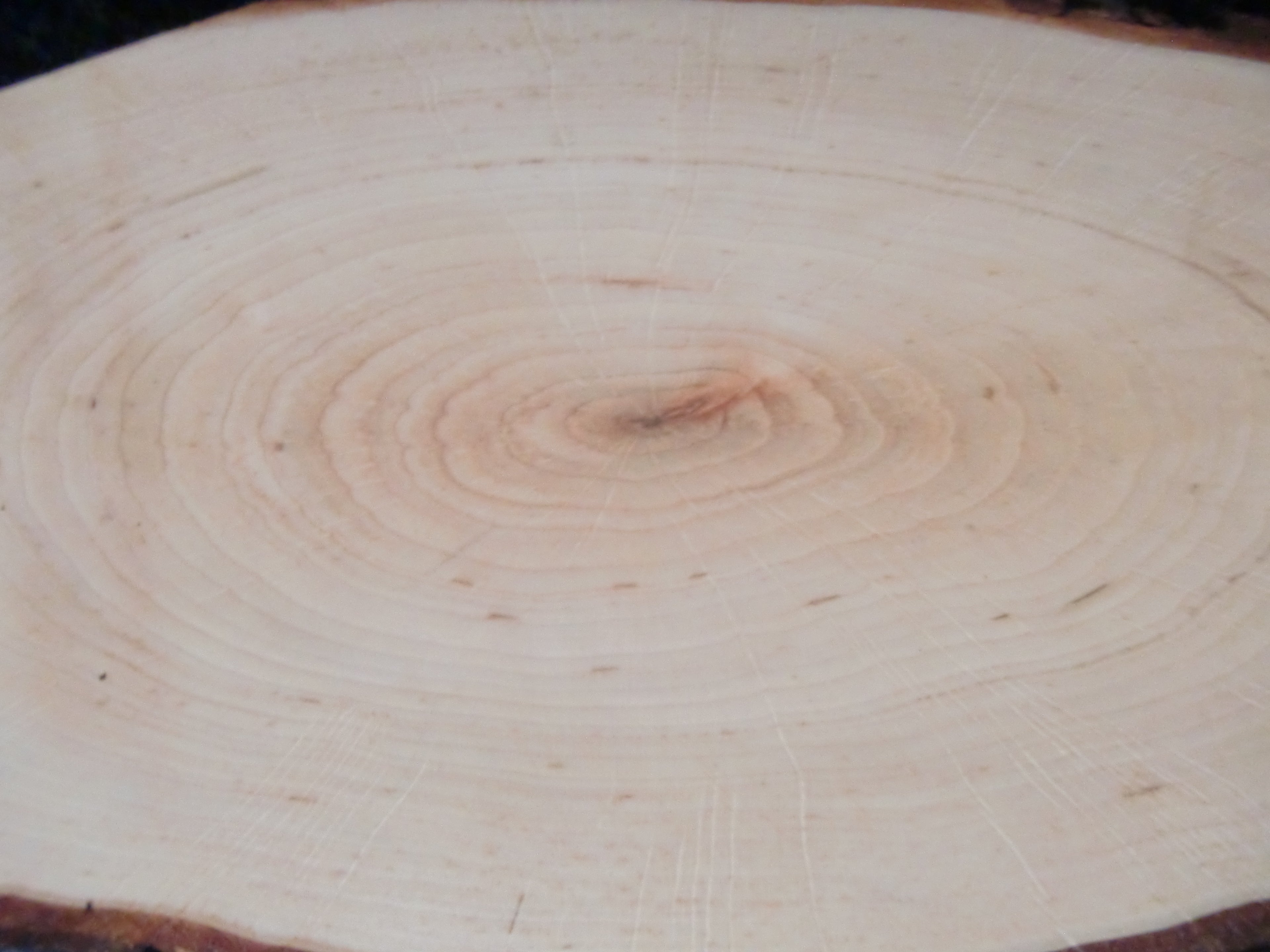 Käsebrett Rinde Schneidbrett Rindenbrett ERLE Holz Deko Servierbrett Baumscheibe